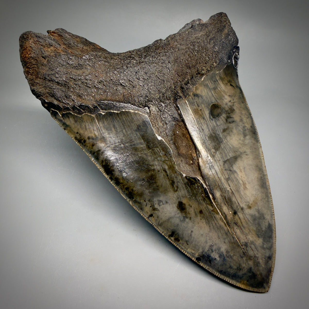 Back Left View HUGE, colorful, serrated 6.23" Fossil Monster Megalodon Tooth - South Carolina, USA megalodonteeth.com CM6603 