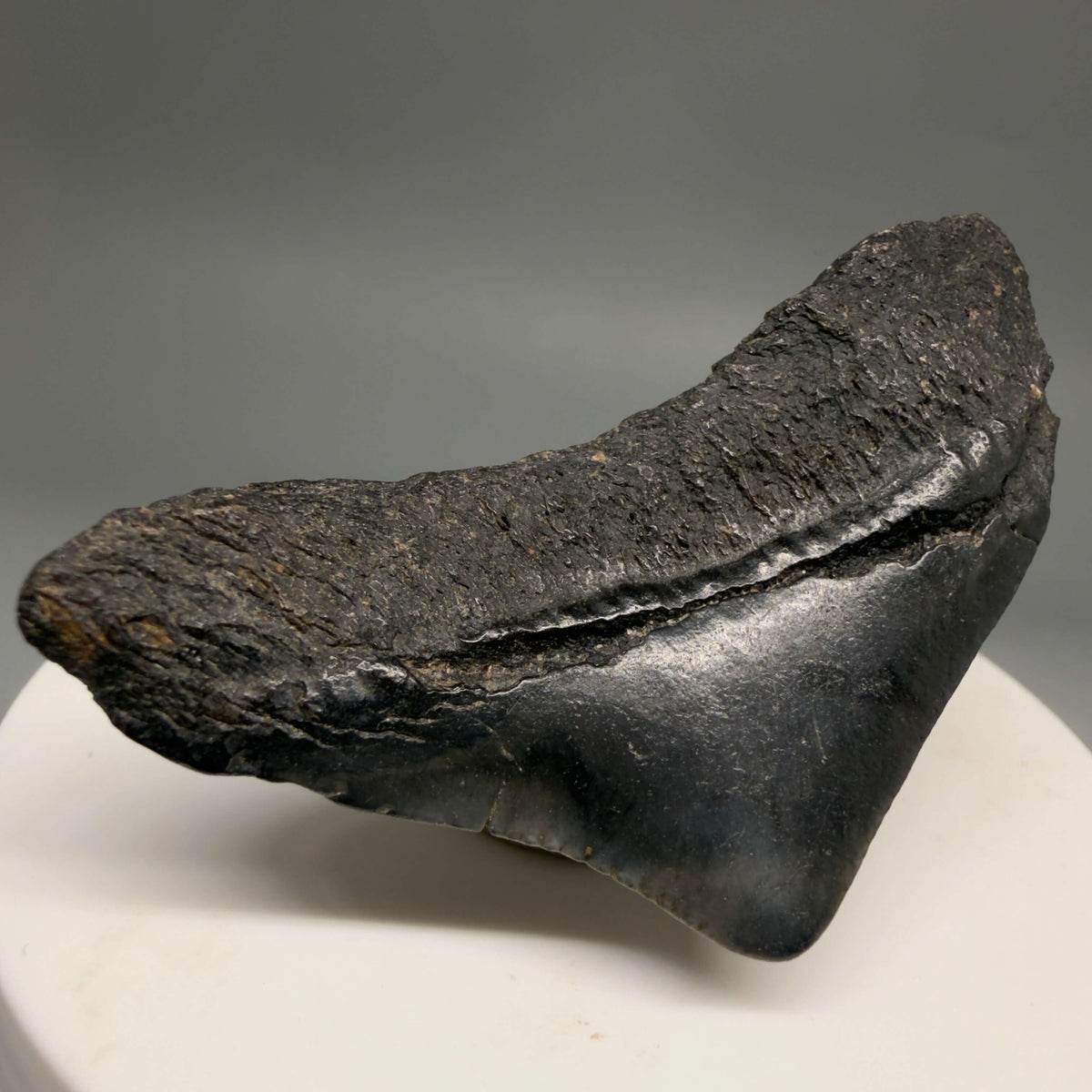 Back Left View HUGE posterior 2.23" Fossil Megalodon Tooth – South Carolina River Find | Authentic megalodonteeth.com CM6686