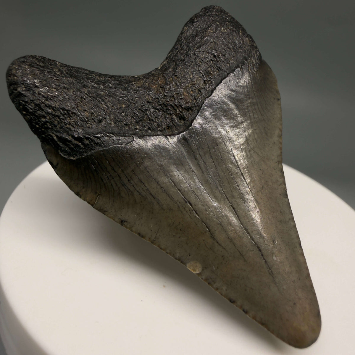 Back Left View Heart-shaped 2.00" Fossil Megalodon Tooth – South Carolina River Find | Authentic megalodonteeth.com CM6684