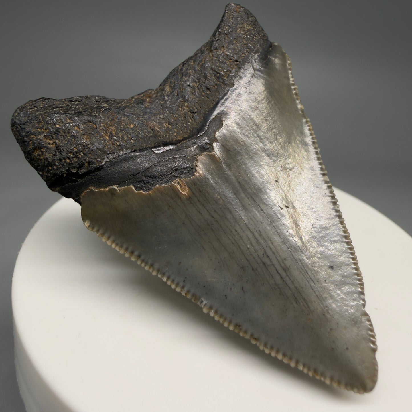Back Left View Heart-shaped 2.10" Colorful Fossil Megalodon Tooth – South Carolina River Find | Authentic megalodonteeth.com CM6544