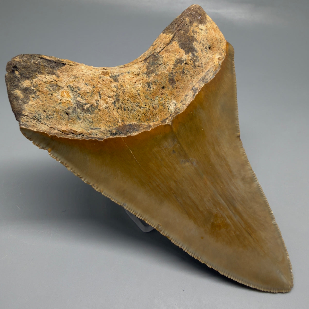 Back Left View Heart-shaped 4.38" Authentic Megalodon Tooth – North Carolina megalodonteeth.com CM6753