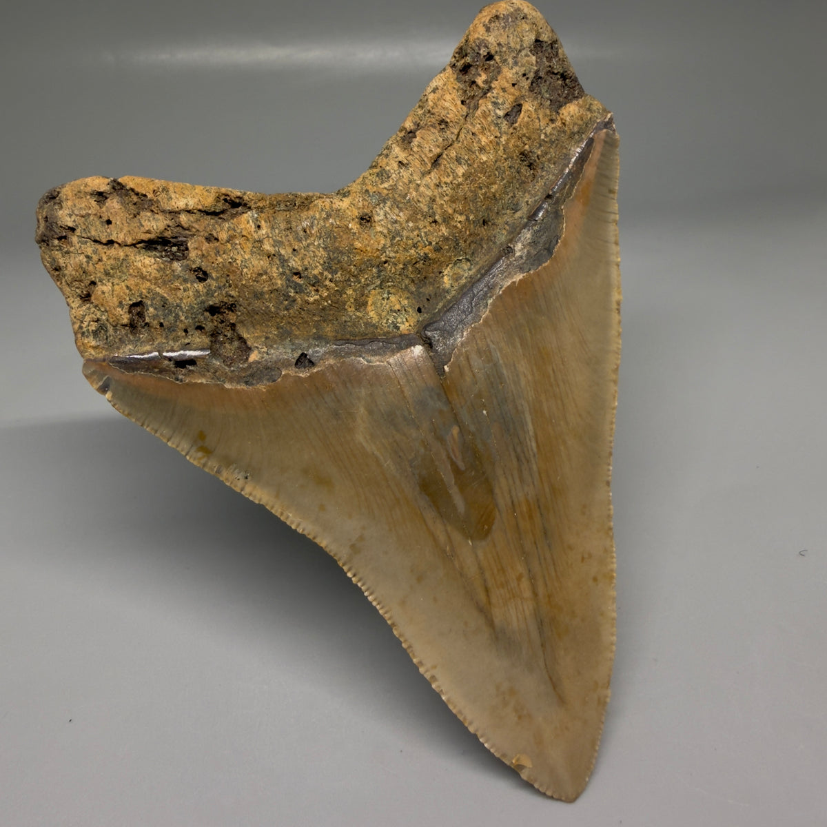 Back Left View Heart-shaped 4.44" Authentic Megalodon Tooth – North Carolina megalodonteeth.com CM6754