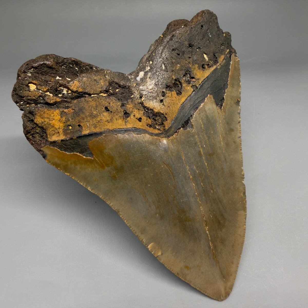 Back Left View Heart-shaped 4.63" Authentic Megalodon Tooth – North Carolina Fossil | Carcharocles megalodon megalodonteeth.com CM6758