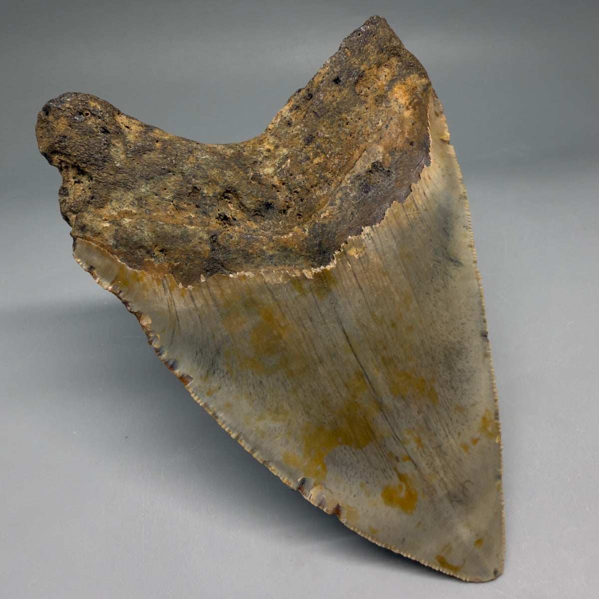 Back Left View Heart-shaped 4.82" Authentic Megalodon Tooth – North Carolina megalodonteeth.com CM6757 