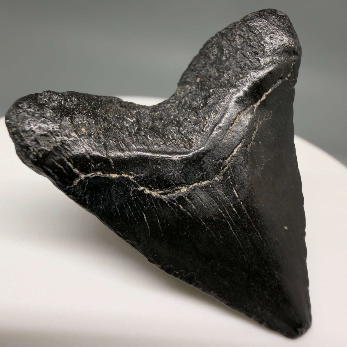 Back Left View Heart-shaped, Jet Black 1.40" Fossil Megalodon Tooth – South Carolina River Find | Authentic megalodonteeth.com CM6682