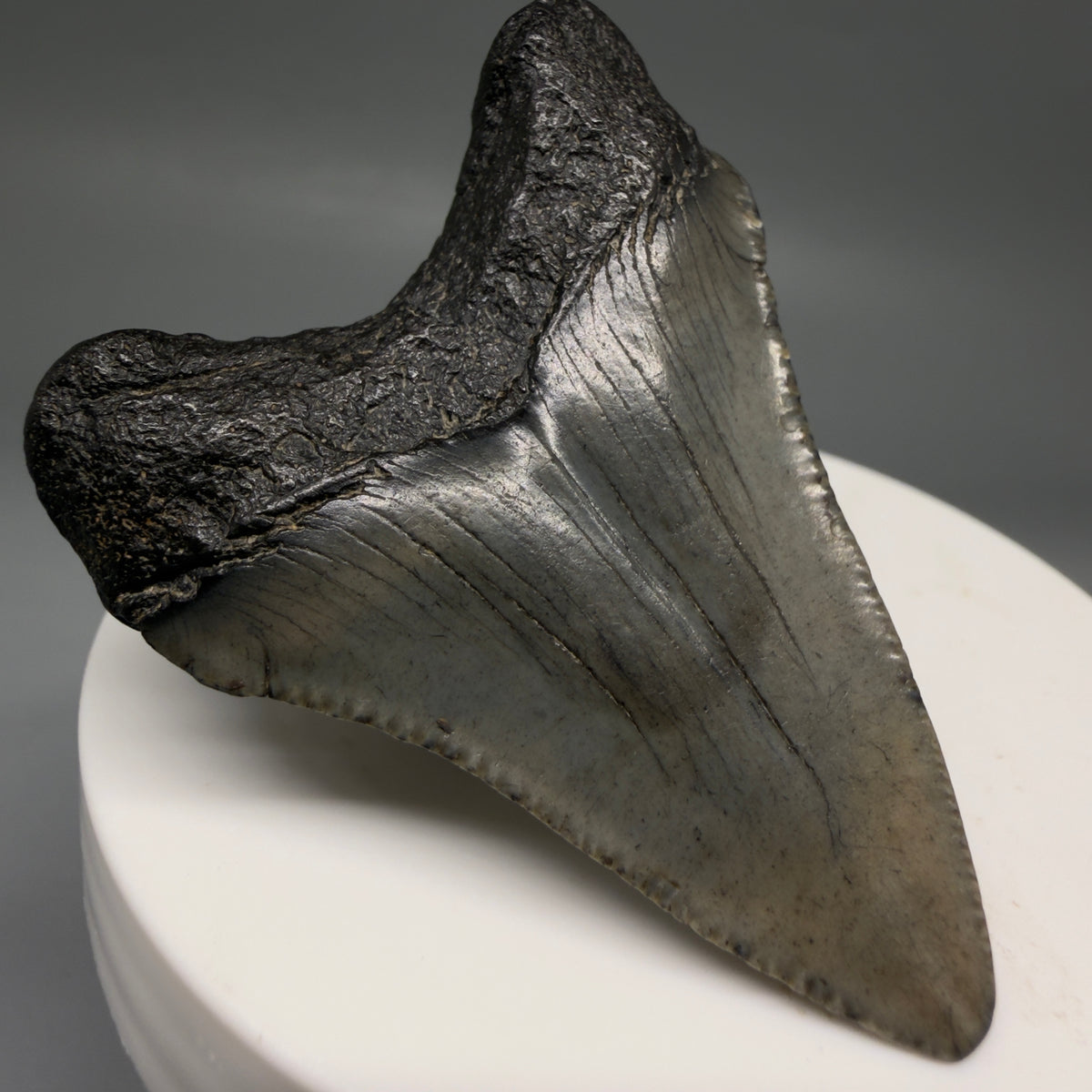 Back Left View Heart-shaped, dark colored 2.16" Fossil Megalodon Tooth – South Carolina River Find | Authentic megalodonteeth.com CM6732 