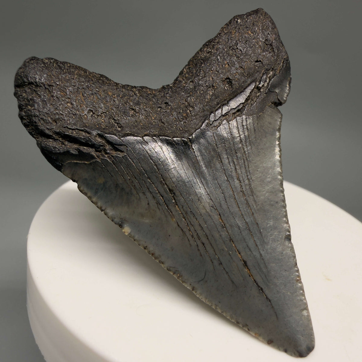 Back Left View Heart-shaped, dark colored 2.18" Fossil Megalodon Tooth – South Carolina River Find | Authentic megalodonteeth.com CM6685