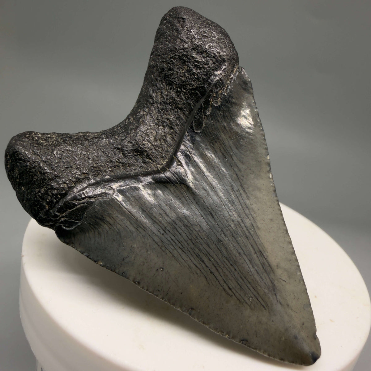 Back Left View Heart-shaped, dark colored 2.32" Colorful Fossil Megalodon Tooth – South Carolina River Find | Authentic megalodonteeth.com CM6692