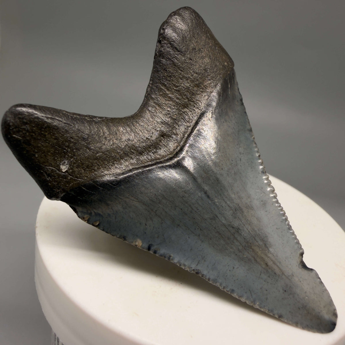 Back Left View Heart-shaped, dark colored 2.40" Fossil Megalodon Tooth – South Carolina River Find | Authentic megalodonteeth.com CM6694