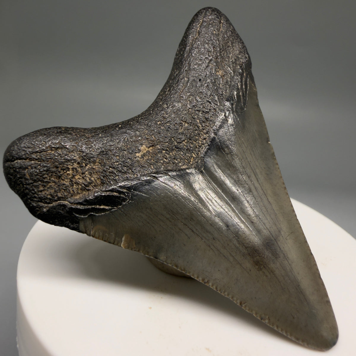 Back Left View Heart-shaped, dark colored 2.40" Fossil Megalodon Tooth – South Carolina River Find | Authentic megalodonteeth.com CM6736