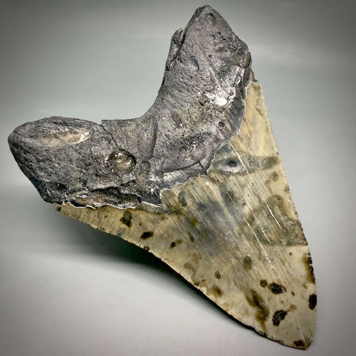 Back Left View Heart shaped, collector's quality 5.75" Authentic Megalodon Tooth – North Carolina Fossil | Carcharocles megalodon megalodonteeth.com CM6701
