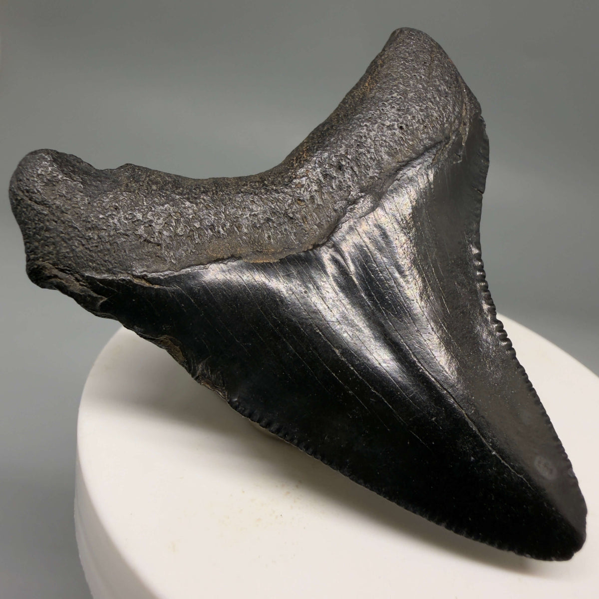 Back Left View Jet Black 2.40" Fossil Megalodon Tooth – South Carolina River Find | Authentic megalodonteeth.com CM6693