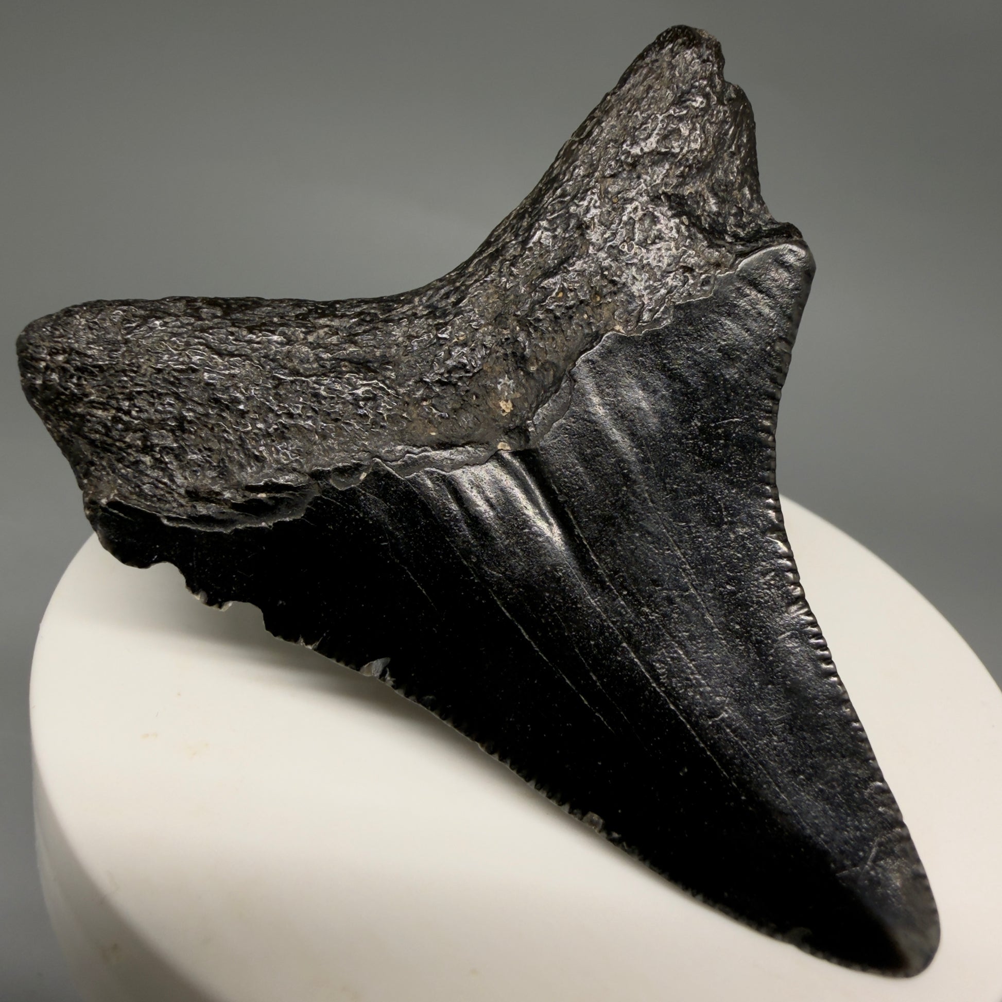 Back Left View Jet Black 2.45" Fossil Megalodon Tooth – South Carolina River Find | Authentic megalodonteeth.com CM6554