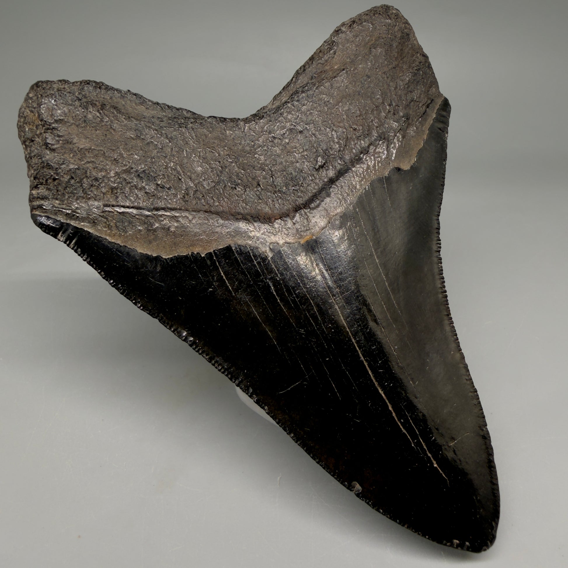 Back Left View Jet Black, Collector's Quality 4.47" Fossil Megalodon Tooth from Georgia megalodonteeth.com CM6531