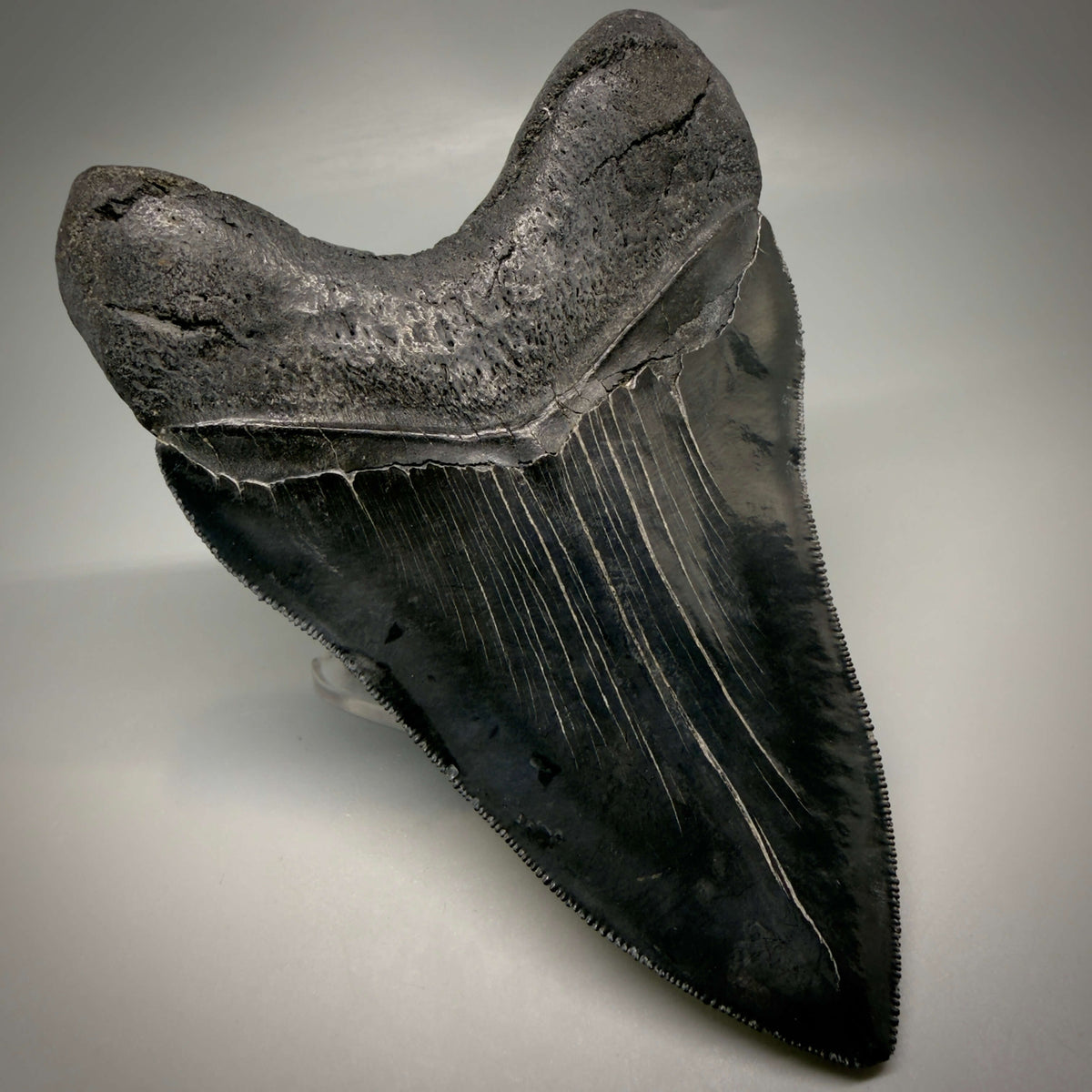 Back Left View Jet Black, Large 5.45" Fossil Megalodon Tooth - South Carolina CM6704