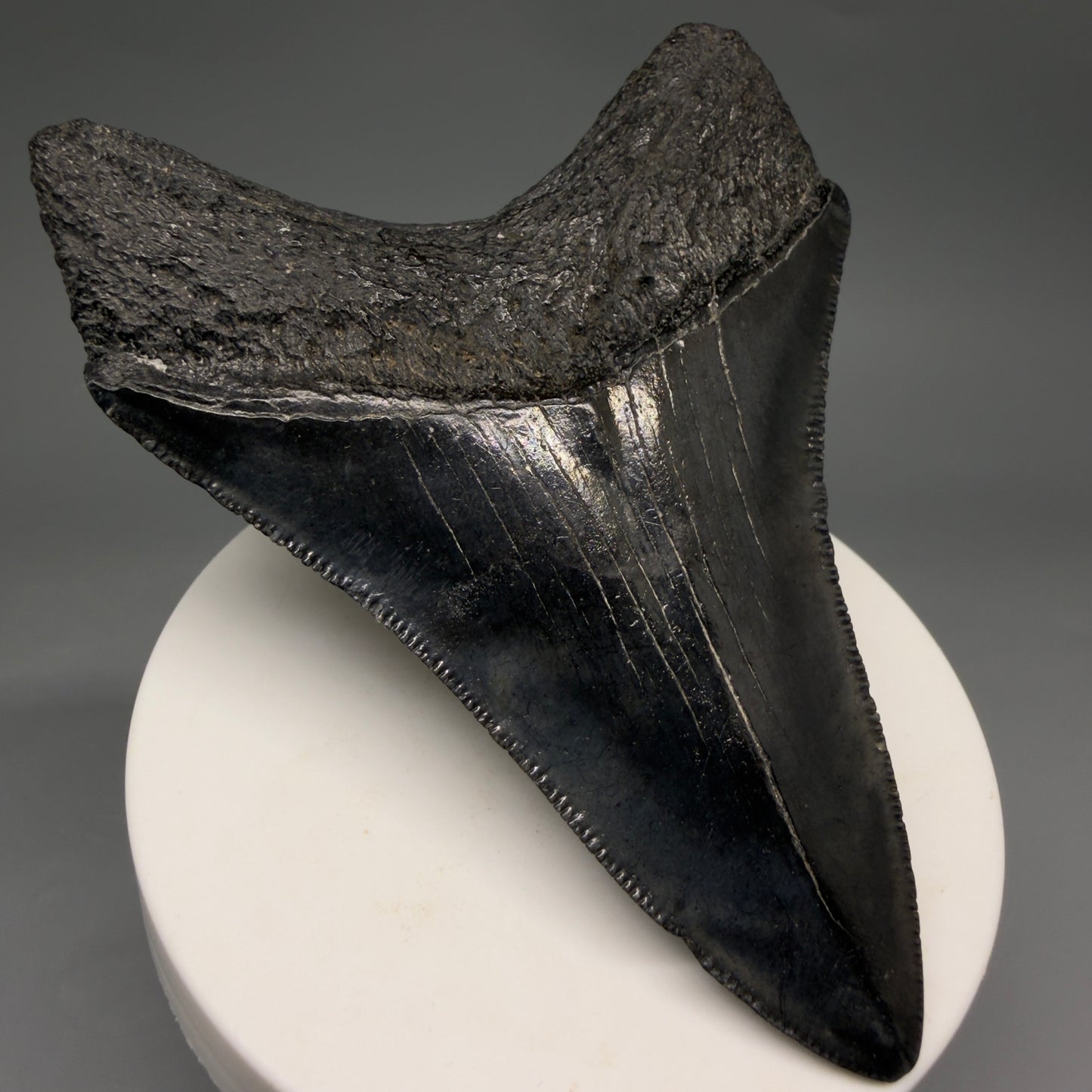 Back Left View Jet Black, serrations 3.40" Megalodon Tooth from South Carolina megalodonteeth.com CM6563