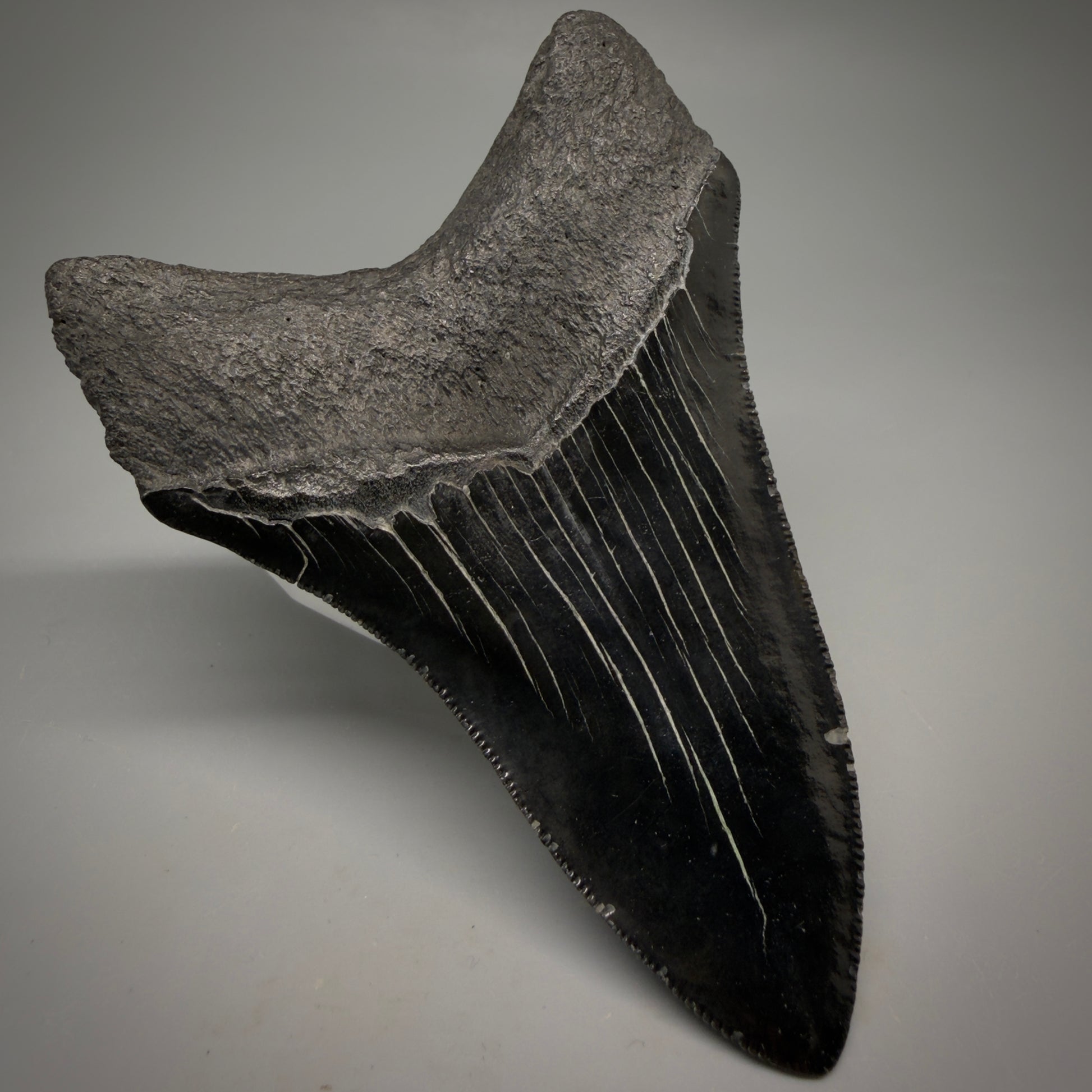 Back Left View Jet Black, serrations 3.98" Megalodon Tooth from South Carolina megalodonteeth.com CM6574 