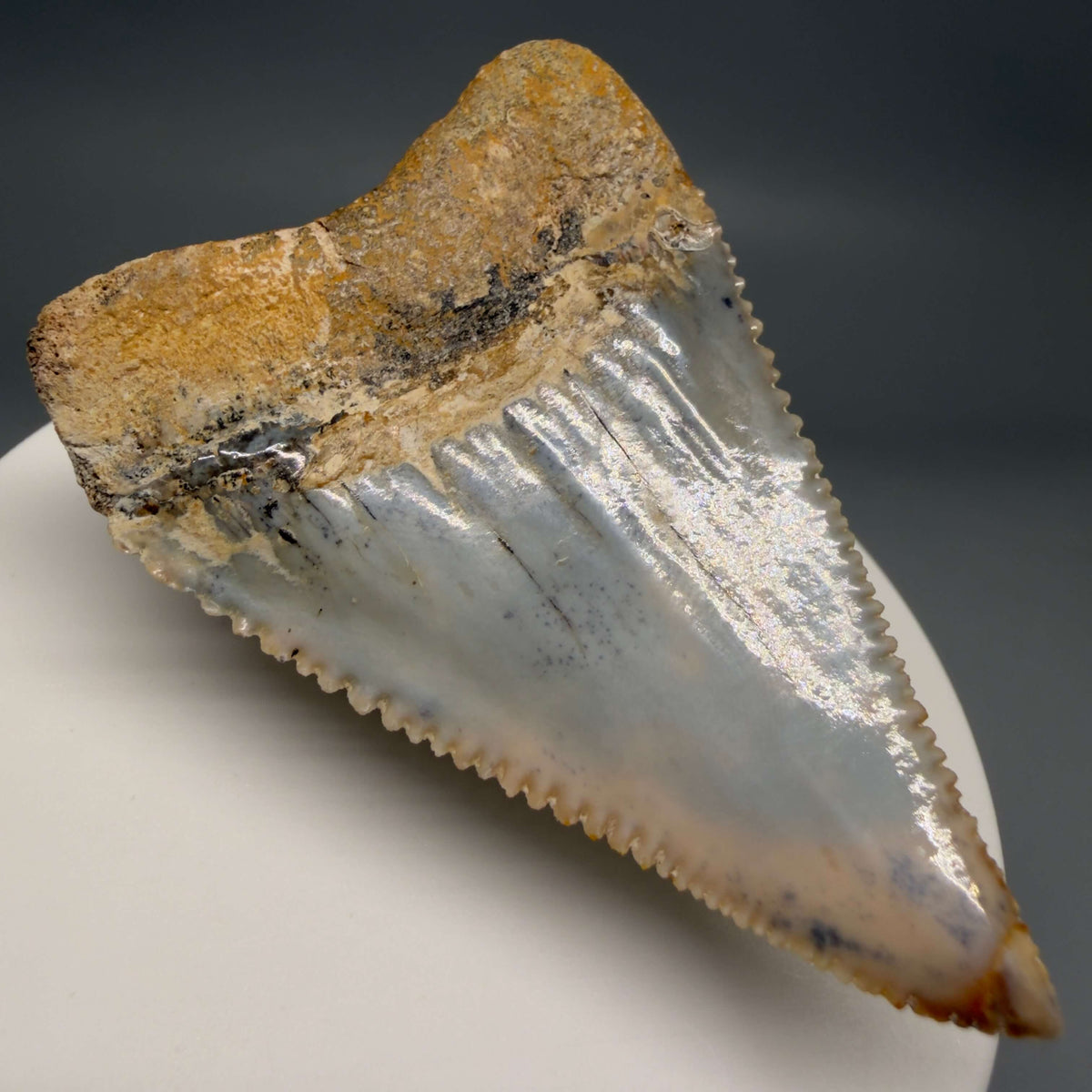 Back Left View Large, Collector's Quality 2.38" long Fossil Great White Tooth from the deserts of Peru megalodonteeth.com GW1378 