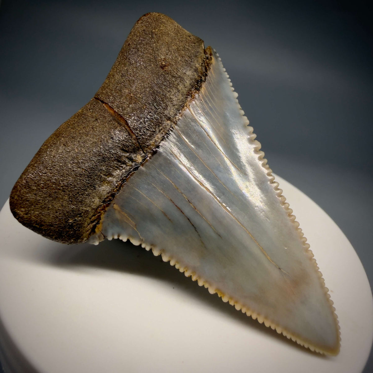 Back Left View Large, Collector's Quality 2.46" long Fossil Great White Tooth from the deserts of Peru megalodonteeth.com CM1397 