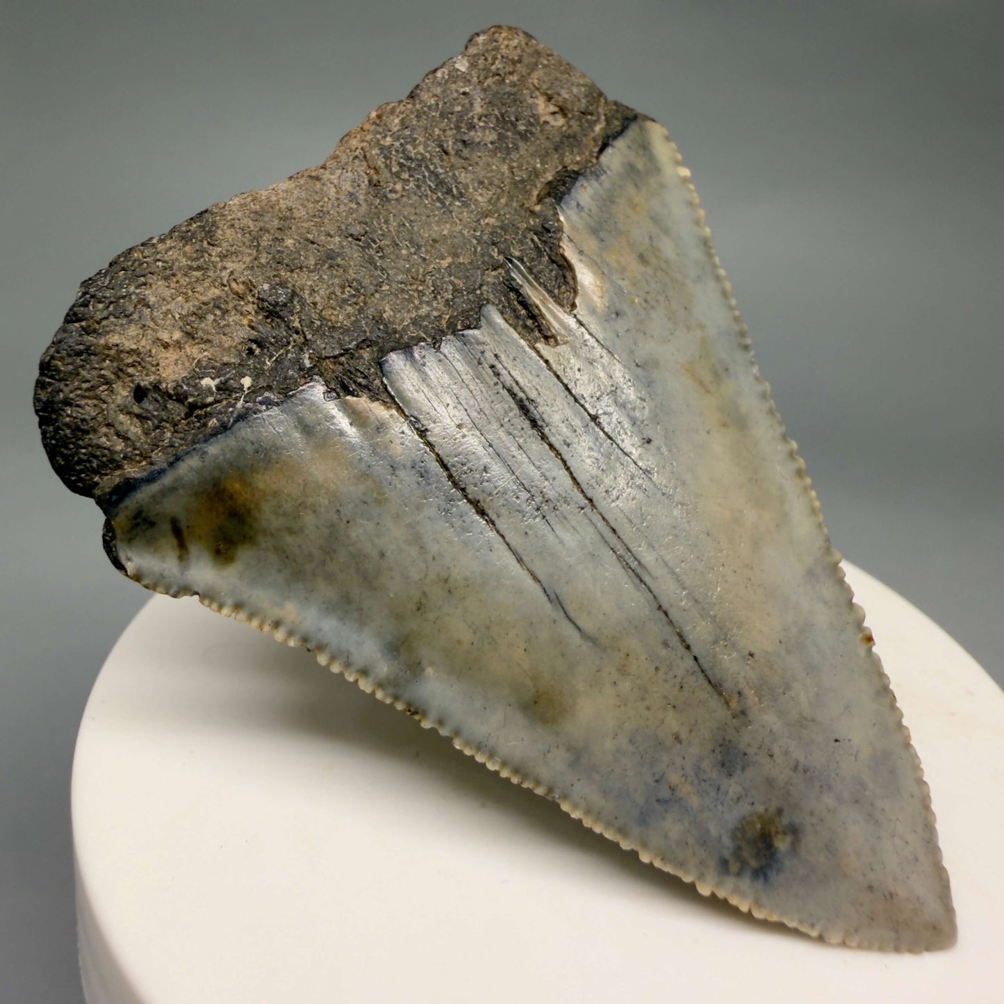 Back Left View Large, serrated 2.60" Fossil Great White Shark Tooth - South Carolina GW1366