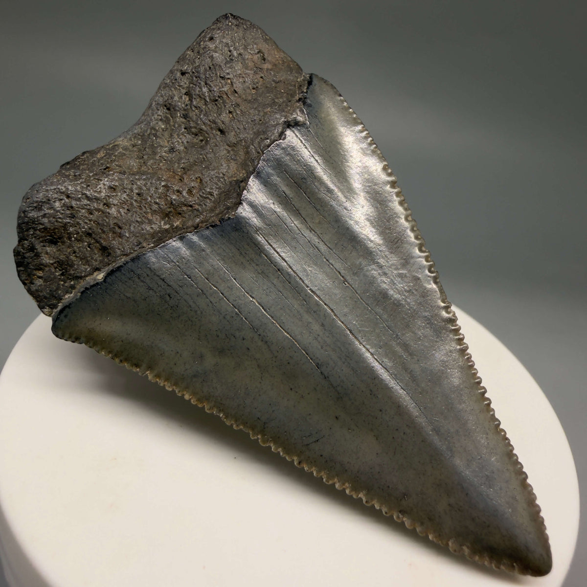 Back Left View Large, sharply serrated 2.68" Fossil Great White Shark Tooth - South Carolina megalodonteeth.com GW1404