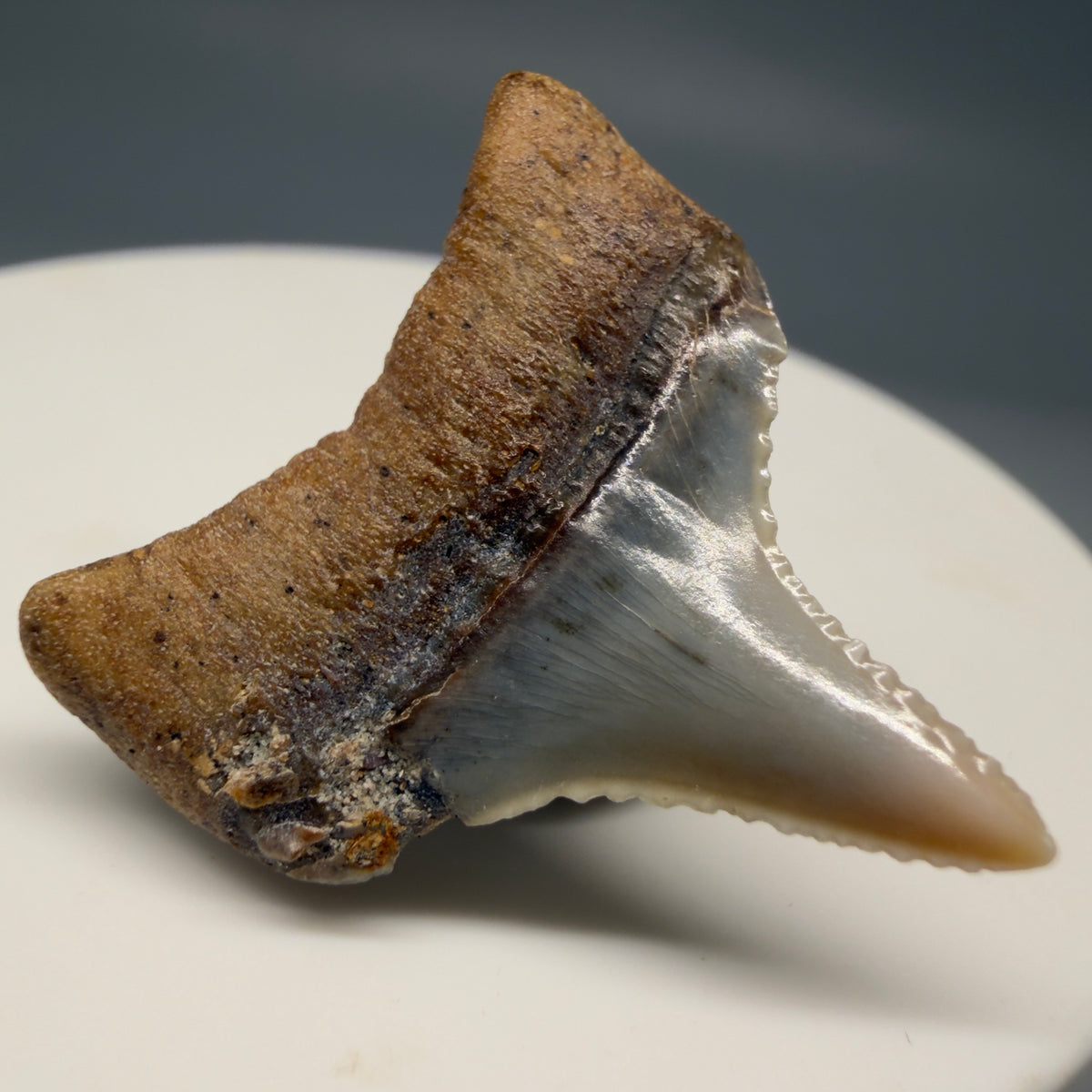 Back Left View Lateral, sharply serrated 1.10" long Fossil Great White Tooth from the deserts of Peru megalodonteeth.com GW1395