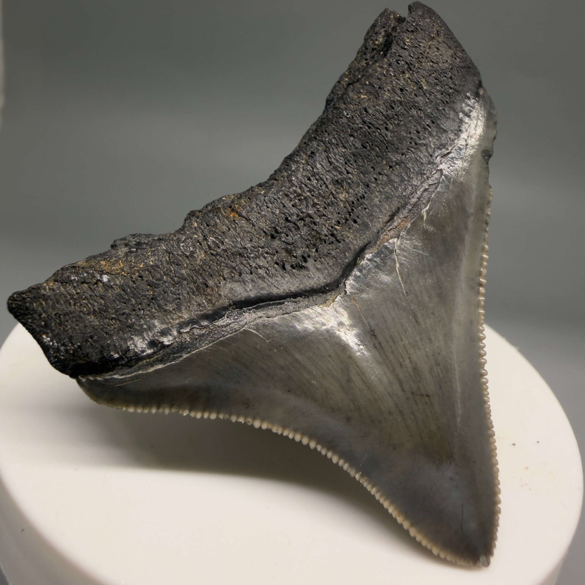 Back Left View Lateral, sharply serrated 2.22" Fossil Megalodon Tooth – South Carolina River Find | Authentic megalodonteeth.com CM6688