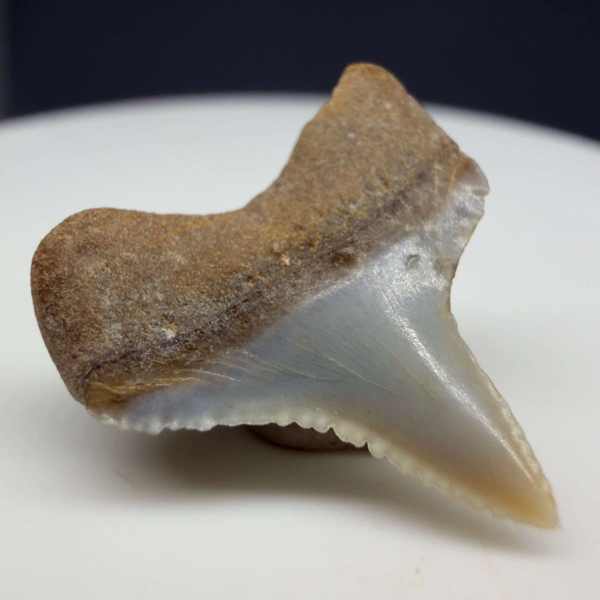 Back Left View Lower posterior 0.67" wide Fossil Great White Tooth from the deserts of Peru megalodonteeth.com GW1369