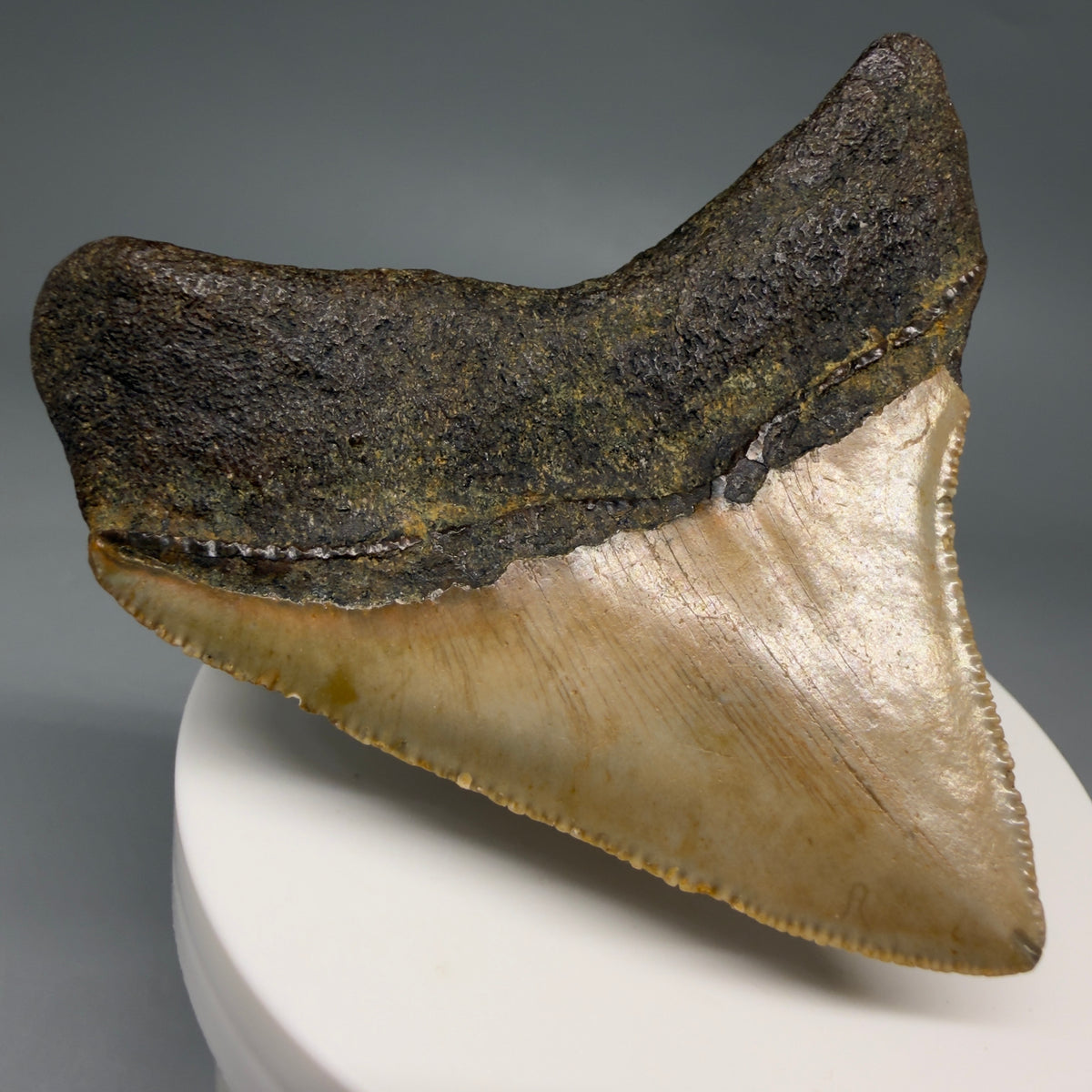Back Left View Posterior 2.48" Fossil Megalodon Tooth - Authentic Carcharocles megalodon Fossil from North Carolina megalodonteeth.com CM6633
