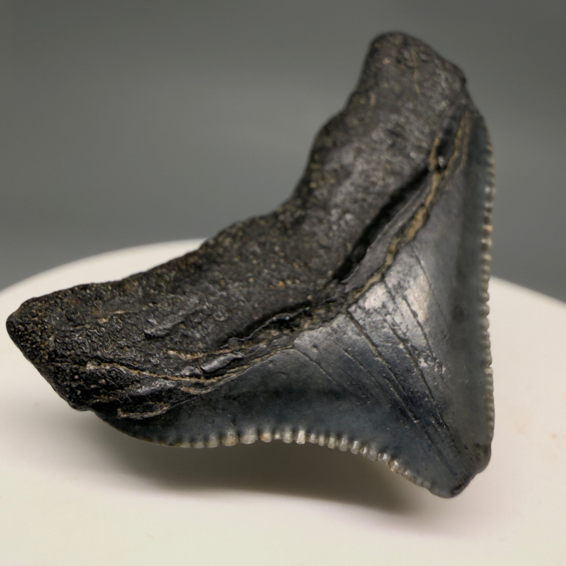 Back Left View Posterior, serrated 1.43" Fossil Megalodon Tooth from South Carolina megalodonteeth.com CM6534