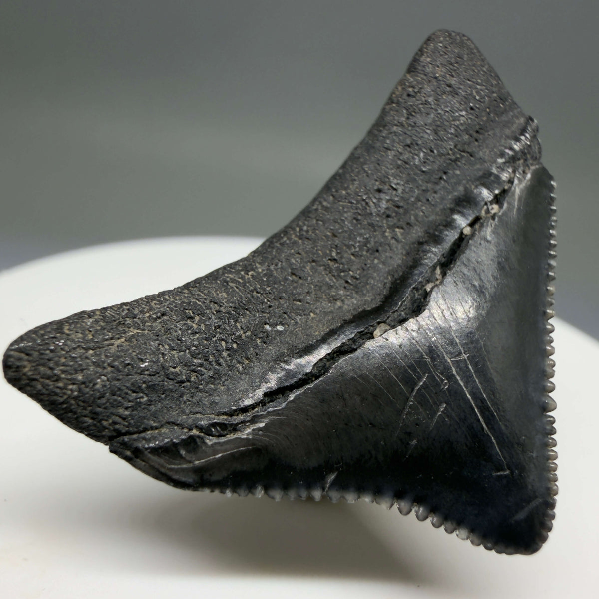 Back Left View Posterior, sharply serrated 1.40" Fossil Megalodon Tooth – South Carolina River Find | Authentic megalodonteeth.com CM6774