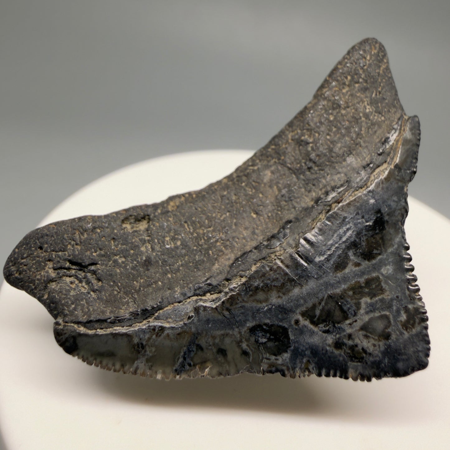 Back Left View Posterior, sharply serrated 1.82" Fossil Megalodon Tooth from South Carolina CM6479