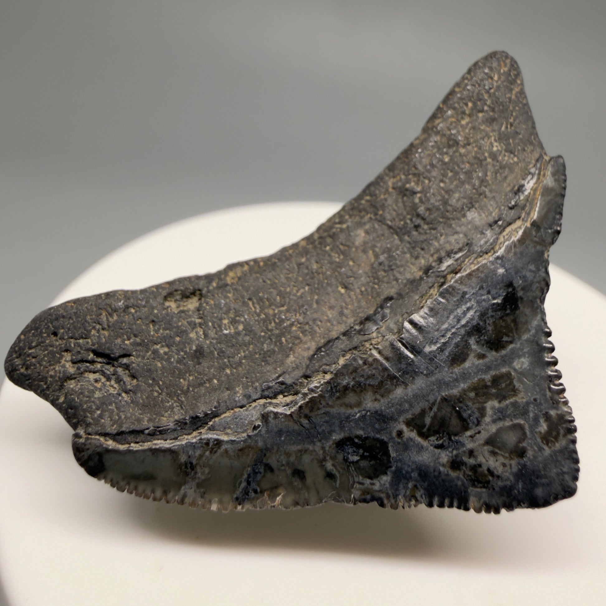 Back Left View Posterior, sharply serrated 1.82" Fossil Megalodon Tooth from South Carolina CM6479
