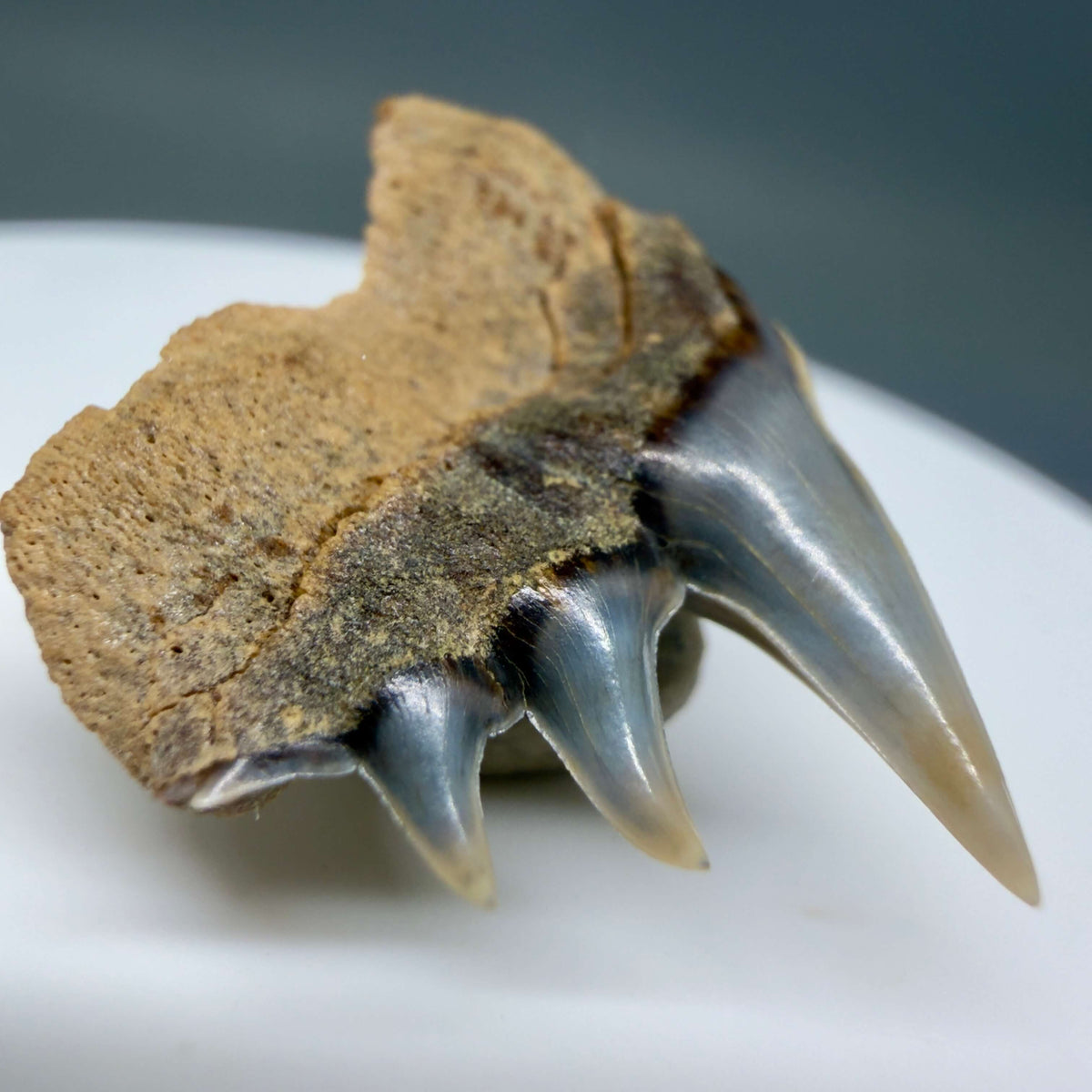 Back Left View Rare Upper lateral 1.05" long Fossil Hexanchus gigas - Sixgill Cow Shark tooth from Sacaco, Peru megalodonteeth.com R659