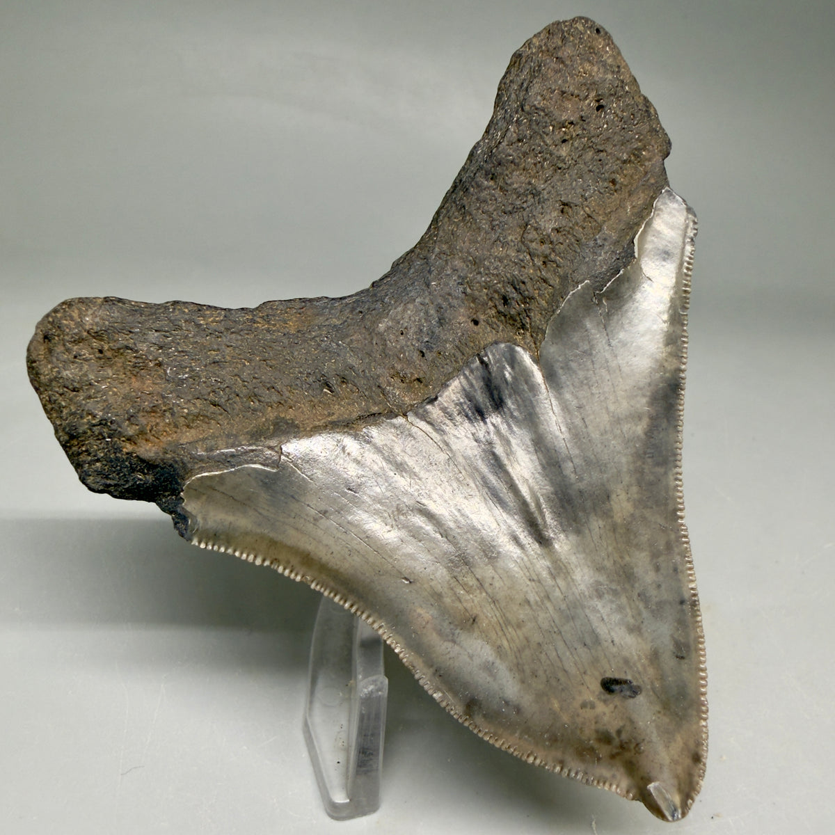 Back Left View Rarely Offered Deformed (Pathological) 3.40" Fossil Megalodon Shark Tooth from South Carolina megalodonteeth.com CM6560