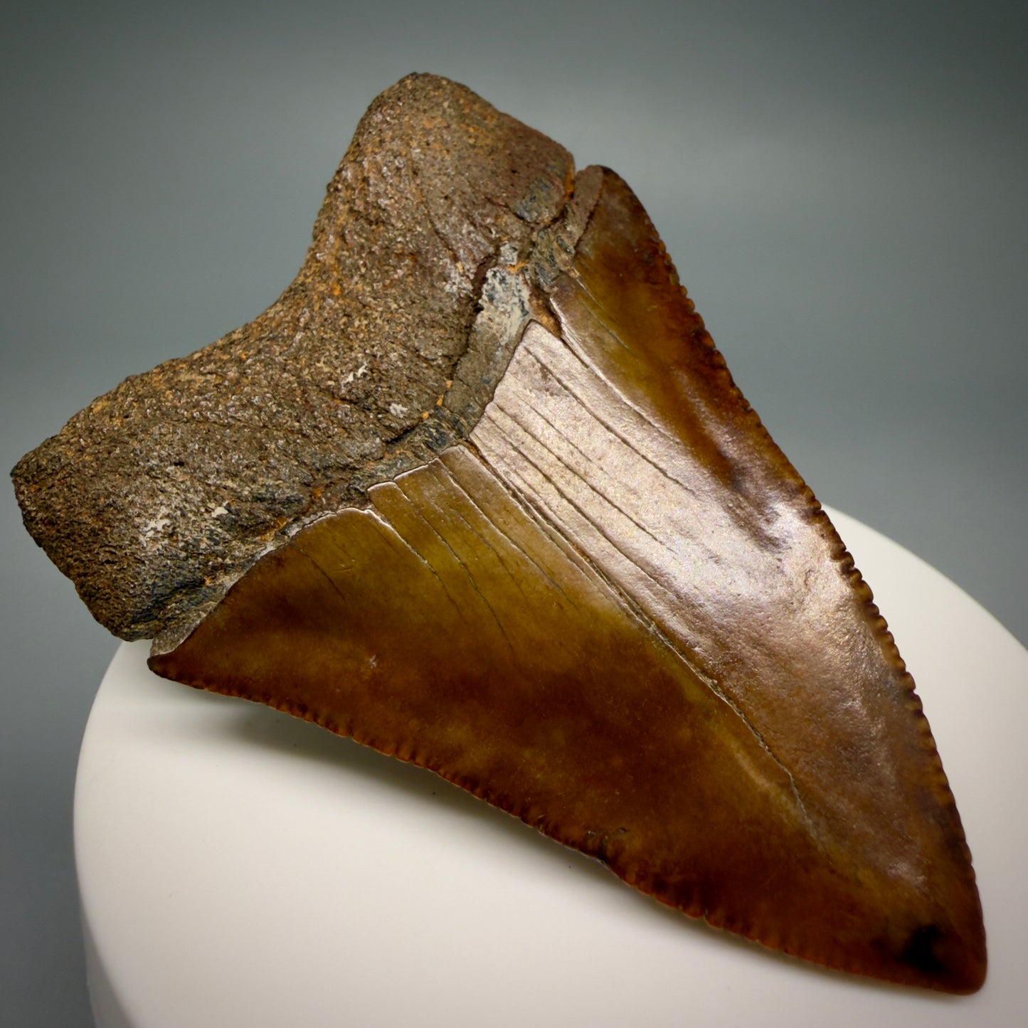 Back Left View Red, gorgeous, Large, serrated 2.68" Colorful Fossil Great White - Carcharodon carcharias Shark Tooth from Meherrin River, NC GW1350