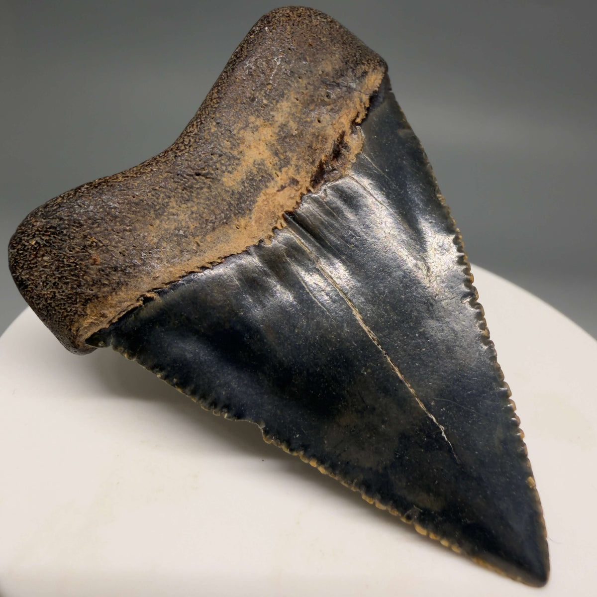 Back Left View Serrated 2.15" Fossil Great White Shark Tooth - Cooper River, SC - Colorful megalodonteeth.com GW1382