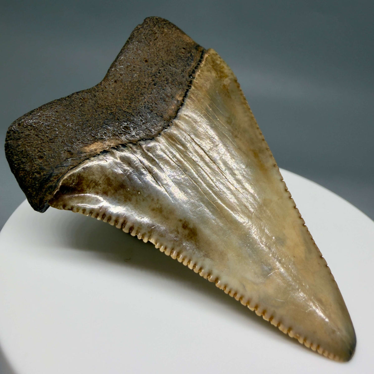 Back Left View Serrated 2.34" Fossil Great White Shark Tooth - Cooper River, SC - Colorful megalodonteeth.com GW1382