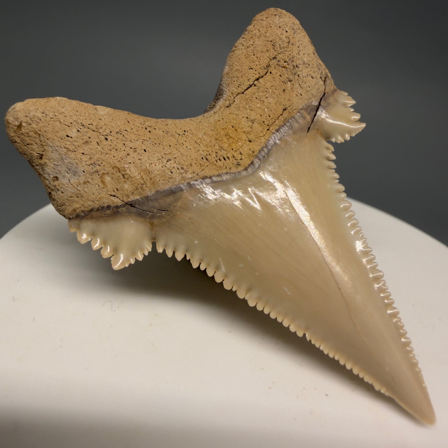 Back Left View Sharply Serrated 1.97" Carcharocles auriculatus Shark Tooth Fossil - Central Kazakhstan AU403