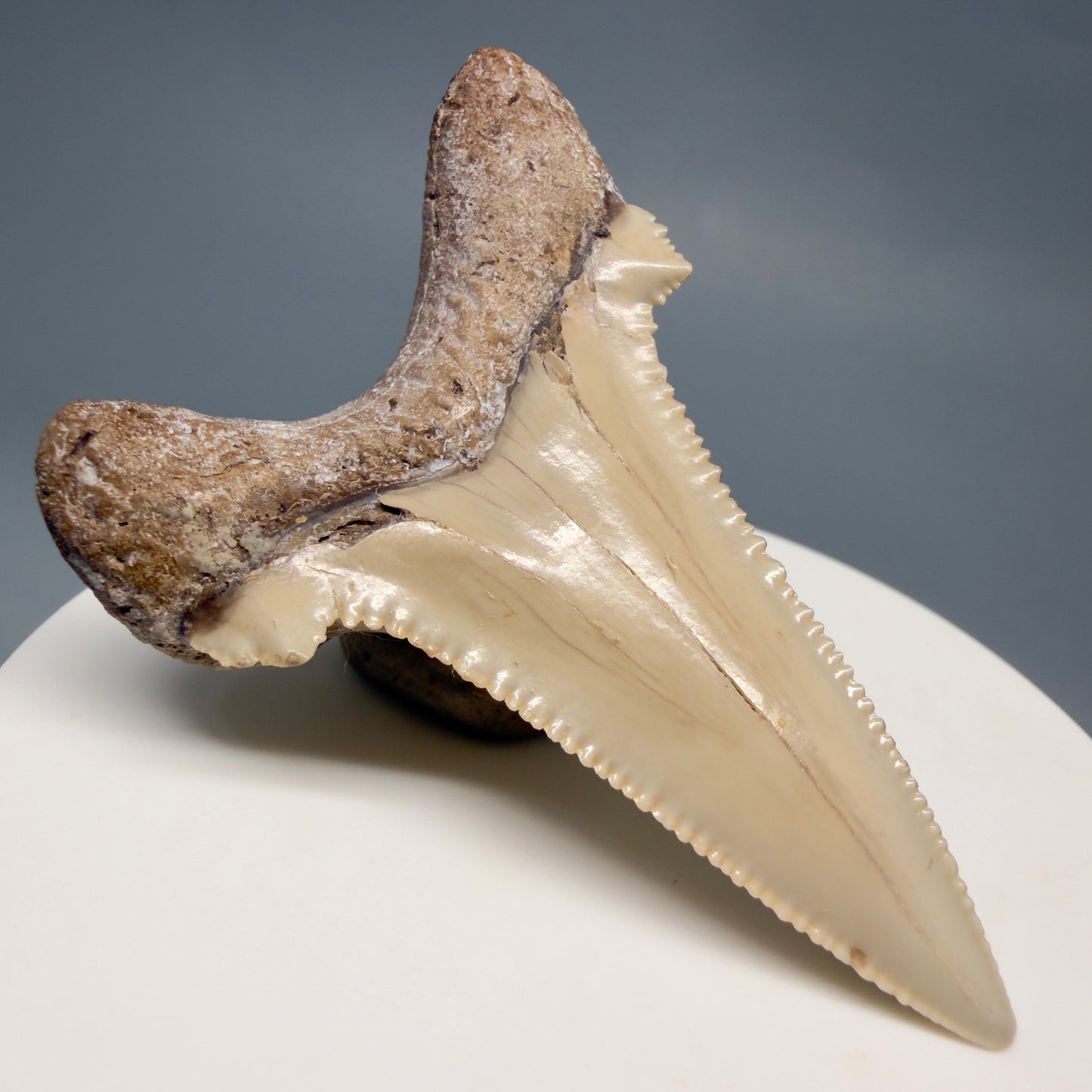 Back Left View Sharply Serrated 2.37" Carcharocles auriculatus Shark Tooth Fossil - Central Kazakhstan AU404