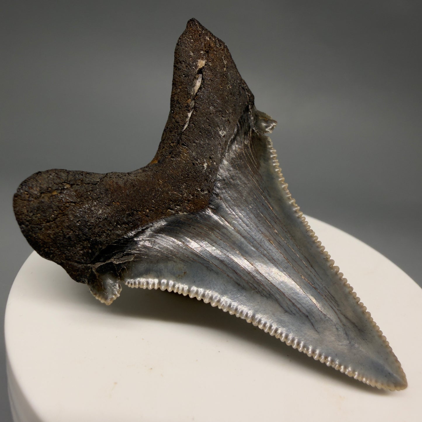 Back Left View Spectacular 2.40" Serrated Fossil Carcharocles angustidens Shark Tooth from South Carolina AN468