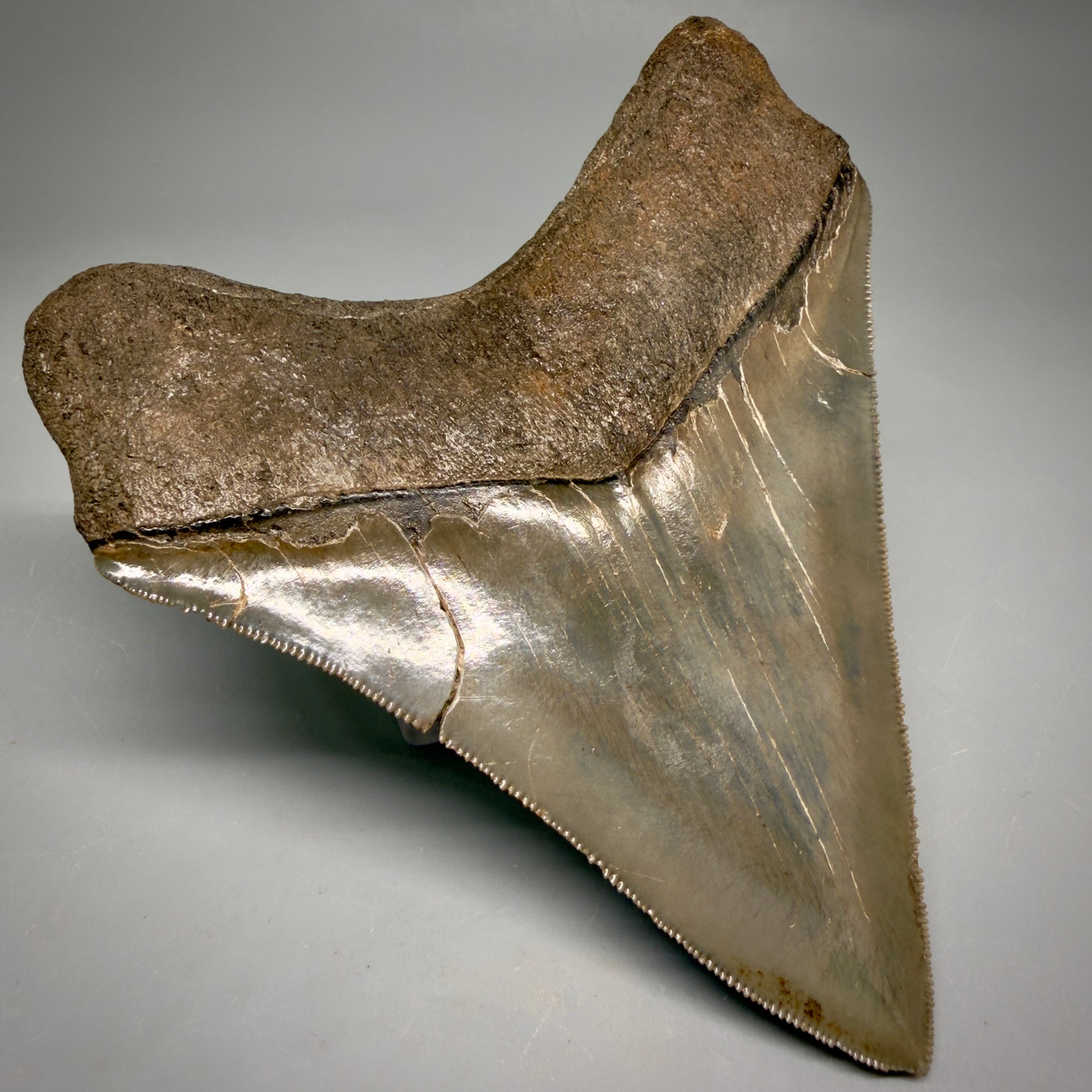 Back Left View Stellar Lower Lateral 4.67" Fossil Megalodon Shark Tooth - Georgia - Collector's Quality megalodonteeth.com CM6605