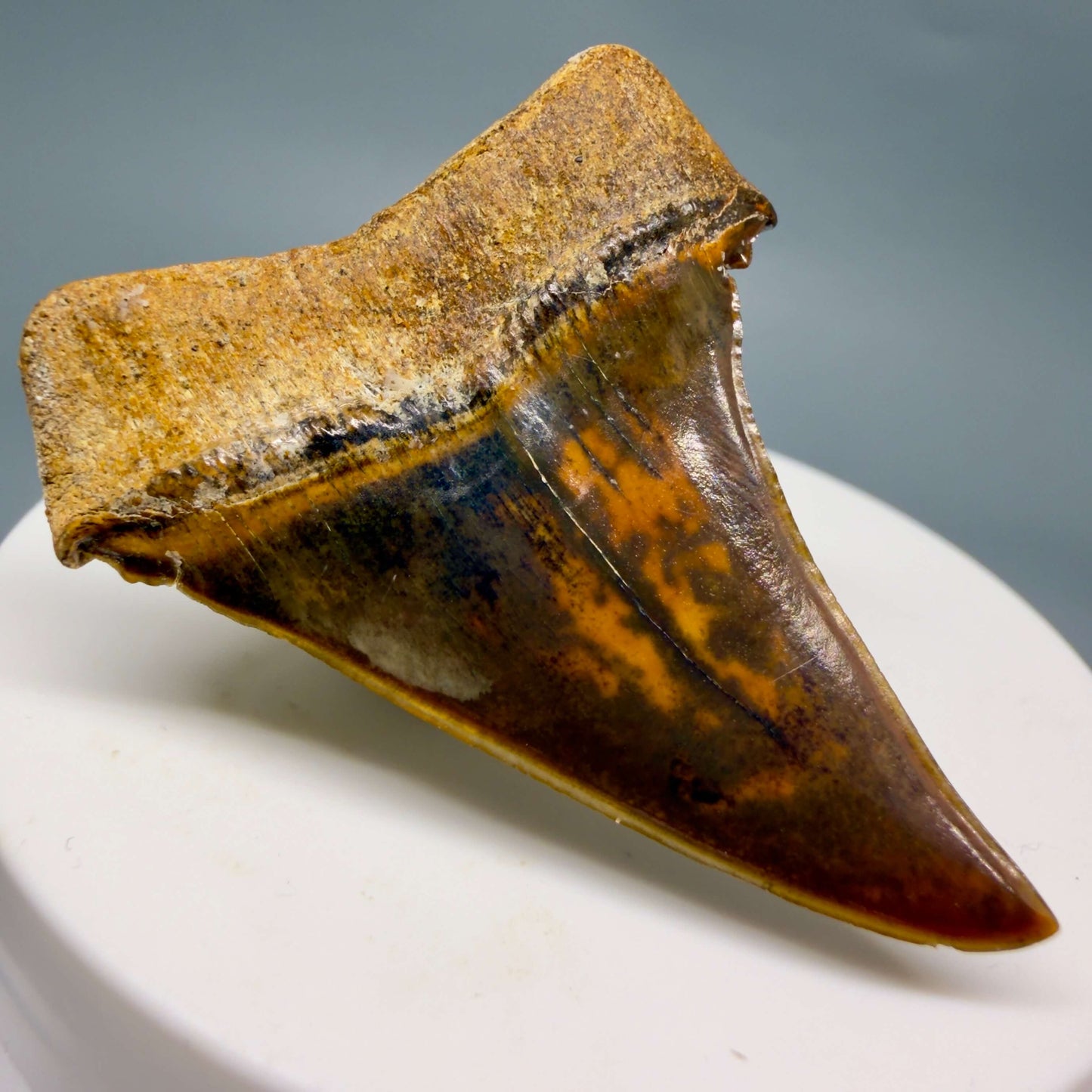 Back Left View Stunning, high quality 1.97" long Fossil Transitional Great White - Carcharodon hubbelli Tooth from Peru GW1361 