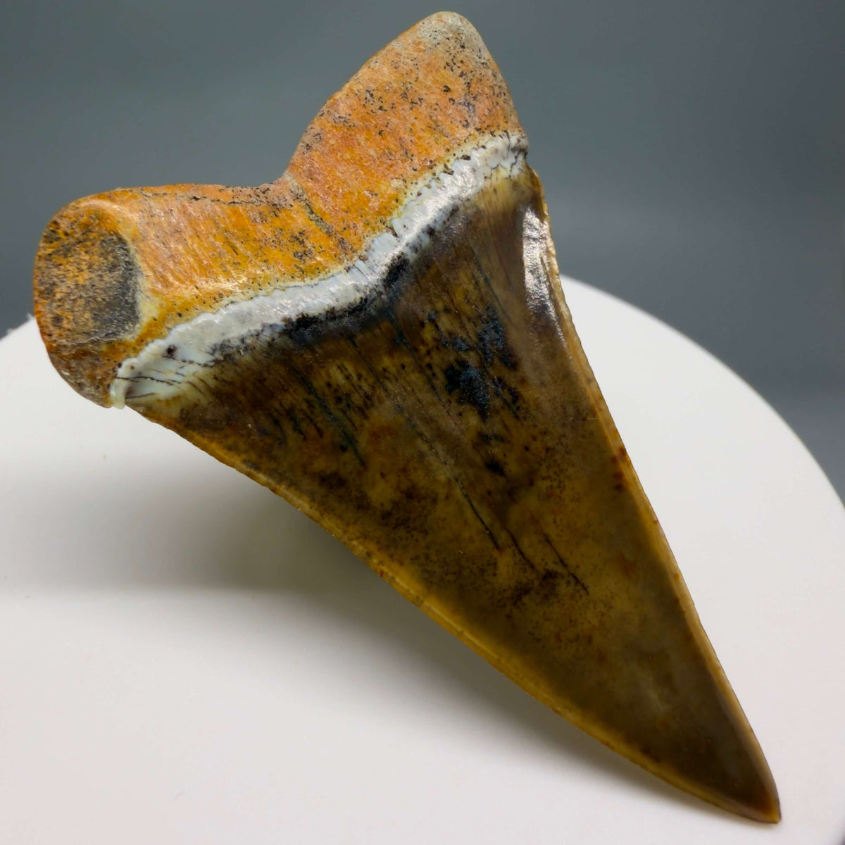 Back Left View  Stunning, high quality 1.99" long Fossil Transitional Great White - Carcharodon hubbelli Tooth from Peru | Fossil for Sale megalodonteeth.com GW1379