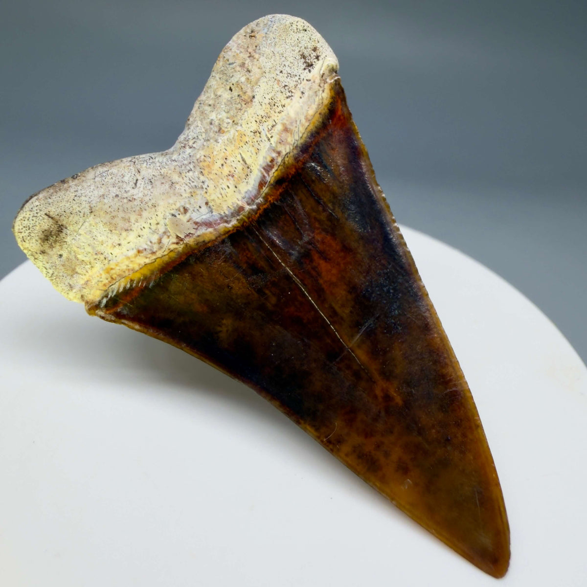 Back Left View Stunning, high quality 2.03" long Fossil Transitional Great White - Carcharodon hubbelli Tooth from Peru megalodonteeth.com GW1398 