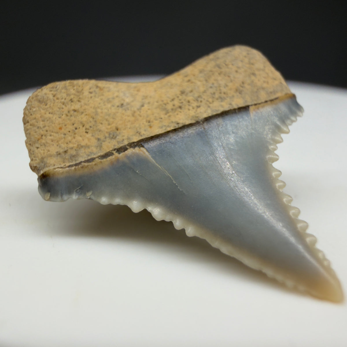 Back Left View Upper posterior 0.71" wide Fossil Great White Tooth from the deserts of Peru megalodonteeth.com GW1371