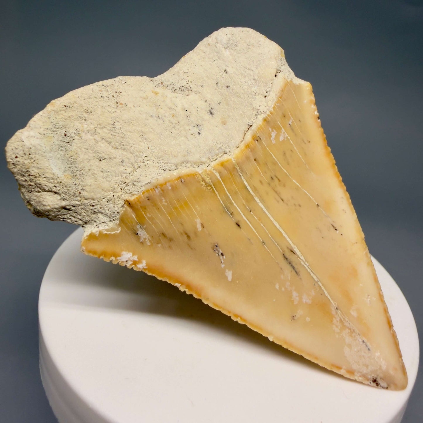 Back Left View Very Large - Colorful 2.73" Fossil Great White Shark Tooth from B. California GW1368