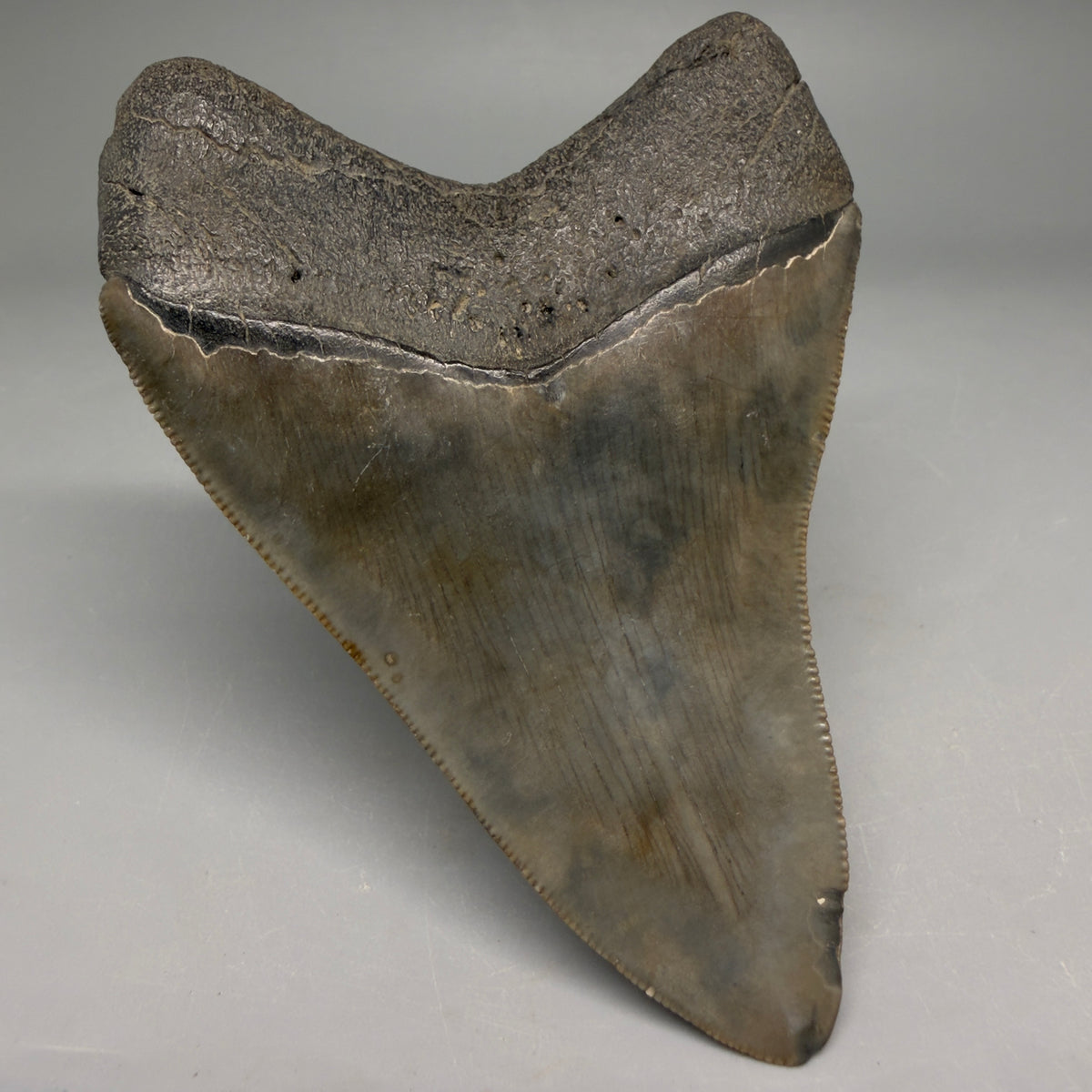 Back Left View Very colorful 4.02" Megalodon Tooth from South Carolina megalodonteeth.com CM6585