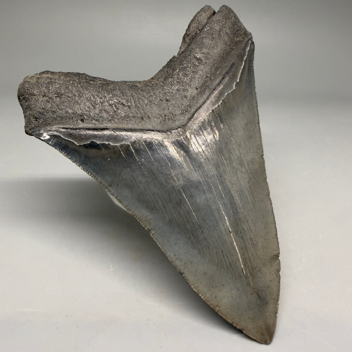 Back Left View Very colorful 4.29" Megalodon Tooth from South Carolina megalodonteeth.com CM6584
