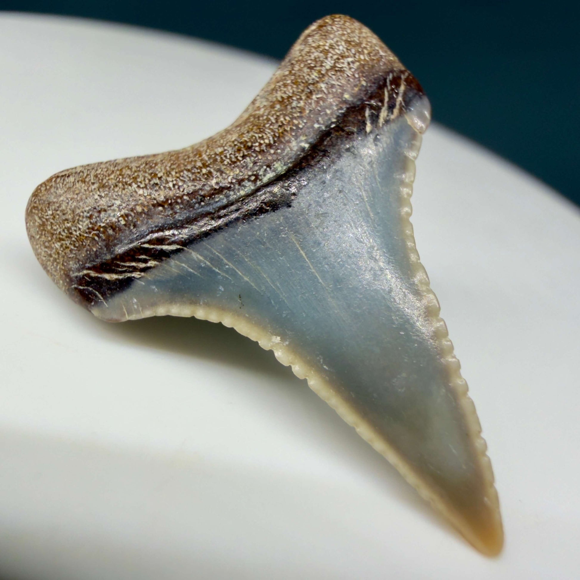 Back Left View Very colorful, sharply serrated 0.93" long Fossil Great White Tooth from the deserts of Peru GW1357
